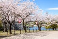 Hikone castle park spring cherry blossoms festival in Shiga, Japan Royalty Free Stock Photo