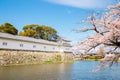 Hikone castle with spring cherry blossoms in Shiga, Japan Royalty Free Stock Photo