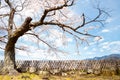 Hikone castle spring cherry blossoms in Shiga, Japan Royalty Free Stock Photo