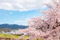 Hikone castle spring cherry blossoms in Shiga, Japan Royalty Free Stock Photo