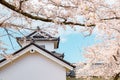 Hikone castle with spring cherry blossoms in Shiga, Japan Royalty Free Stock Photo