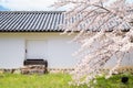 Hikone castle with spring cherry blossoms in Shiga, Japan Royalty Free Stock Photo