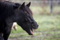 Funny portrait of a black horse yawning