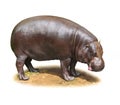 Hilarious Hippo. Royalty Free Stock Photo