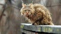 Hilarious photo captures a cat s surprised expression with puffed fur and comical overreaction Royalty Free Stock Photo