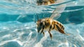 Hilarious underwater scene bee in pool plays deep dive action, Ai Generated