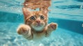Hilarious underwater scene cat in pool plays deep dive action, Ai Generated