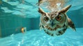 Hilarious underwater scene owl in pool plays deep dive action, Ai Generated
