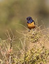 The HildebrandtÃÂ´s Starling