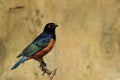 Hildebrandt starling Royalty Free Stock Photo