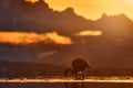 Hilean flamingos, Phoenicopterus chilensis, nice pink big birds with long necks, dancing in water, animals in the nature habitat