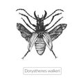 Hilghly detailed vector insect illustration