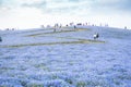 Ibaraki, Japan May 6, 2017 hill of nemophila flowers field with a track walking path in Hitachi seaside park japan. Royalty Free Stock Photo