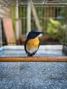 Hill blue flycatcher bird bathing Royalty Free Stock Photo