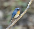 The Hill Blue Flycatcher (Cyornis banyumas) Royalty Free Stock Photo