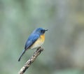 The Hill Blue Flycatcher (Cyornis banyumas) Royalty Free Stock Photo