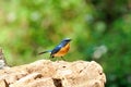 Hill blue flycatcher Scientific name: Cyornis ban