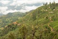 Hill countryside with tea plantations Royalty Free Stock Photo
