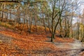 Hill covered by brown leaves with bare trees in autumn and some with green foliage, a dirt path Royalty Free Stock Photo