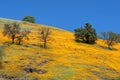 Hill Covered In Orange California Poppies 