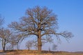 Early spring - a lonely oak. Royalty Free Stock Photo