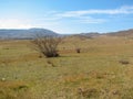 Hill covered of yellow grass under clear blue sky Royalty Free Stock Photo