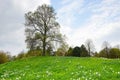 Hill with daffodils and lime tree