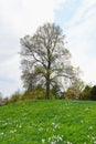 Hill with daffodils and lime tree in springtime