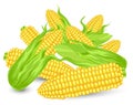 Hill Ears of ripe corn Royalty Free Stock Photo