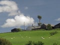 Hill farm grey, old, with single high tree dominating Royalty Free Stock Photo