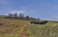 Drystone walls at Ilkley Moor in West Yorkshire, under a blue Sky. Royalty Free Stock Photo