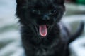 Kitten yawning with adorable expression. It symbolizes a good diet and the end of a day full of games and joy.