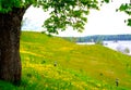 Hill full of dandelions Royalty Free Stock Photo