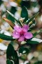 Hill Gooseberry, Rose Myrtle, Downy Myrtle Wild Berry Pink Flower Green Bush Background