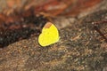 Hill Grass Yellow butterfly Is on a rock Royalty Free Stock Photo