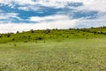 A hill with green grass, bushes and trees against a blue sky with white clouds. Horizon, serenity. Horizontal Royalty Free Stock Photo