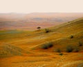 Hill landscape with onely tree