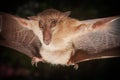 Hill Long-tongued Fruit Bat Macroglossus sobrinus