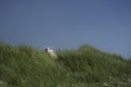 Hill with marram grass and one sheep against sky on Sylt island Royalty Free Stock Photo