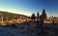 Hill with meadow and few stumps and trees in Krkonose