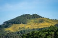 The hill of Mexican sunflower (Dok Buatong) field