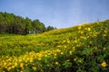 The hill of Mexican sunflower (Dok Buatong) field