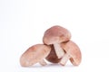 Hill of mushrooms shiitake. Shiitake mushroom isolate. Three shiitake mushrooms Royalty Free Stock Photo