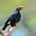 Hill myna bird