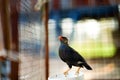 Hill myna or bird in cage net foreground in detain or imprison life concept