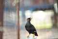 Hill myna or black bird in cage net  foreground in detain or imprison life concept Royalty Free Stock Photo