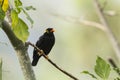 Hill Myna in Ella, Sri Lanka