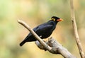 Hill Myna (Gracula religiosa)