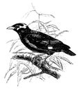 Hill Myna, vintage illustration