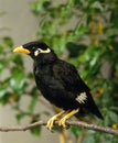 Hill Mynah, gracula religiosa, Adult standing on Branch